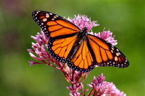 Conservation and Protection: Preserving the Habitats of Flying Butterflies